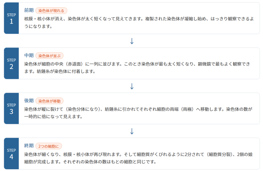 細胞分裂の流れを4つのステップで覚えよう
