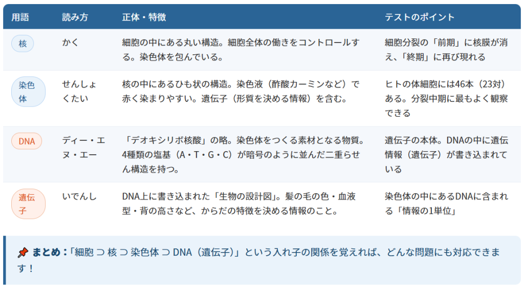 染色体・核・DNAの違いをわかりやすく整理2